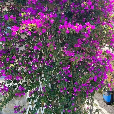 Casa Vacanze Randelli *